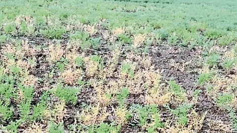 Chana Crop Damage