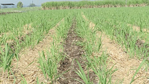 Sugarcane management