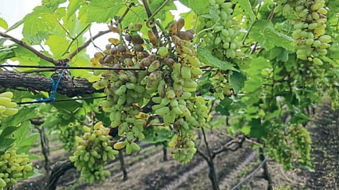 Unseasonal Rain Crop Damage