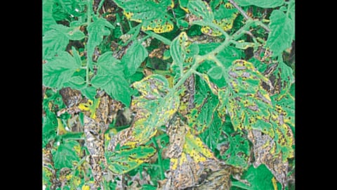 Crop Disease