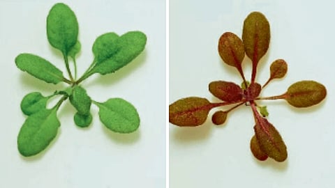 Agriculture Research