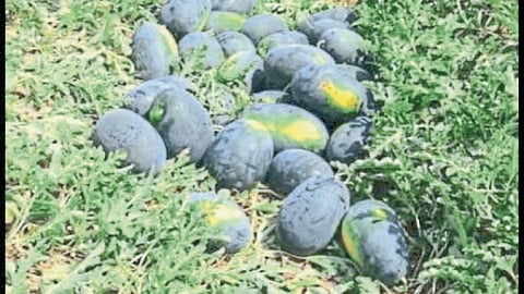 Vine Crops
