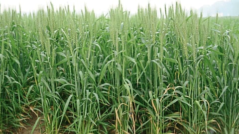 Agriculture Management