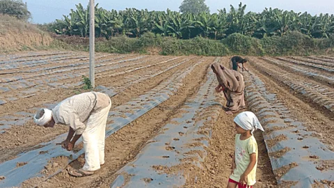 Watermelon Cultivation : खानदेशात कलिंगड लागवड सुरू