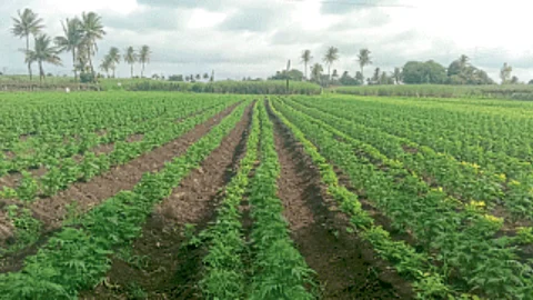 Marigold Cultivation