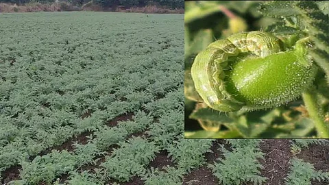 Rabi Crops Infestation
