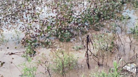 Crop Damage