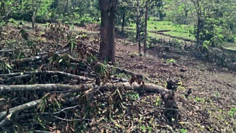 Mango Tree Damage