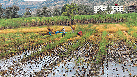 Crop Damage