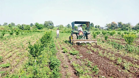 Crop Damage