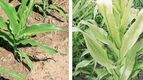 Micronutrient Management