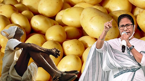 Potato