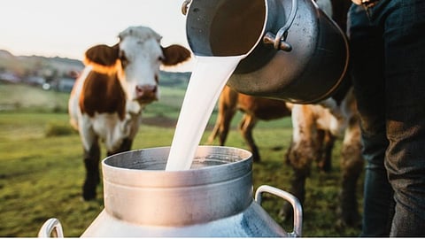 Cow Milk Rate