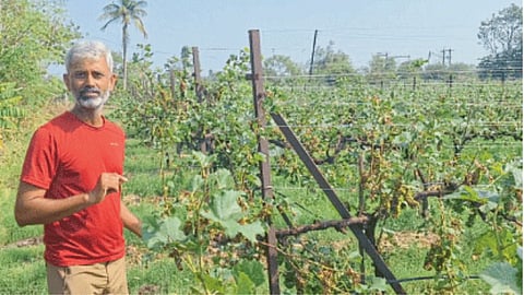 Crop Damage