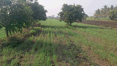 Wheat Sowing