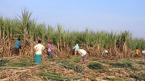 Sugar Production Maharashtra