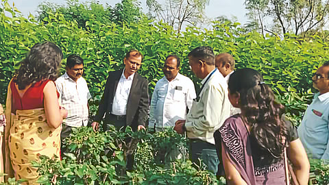 Silk Farming