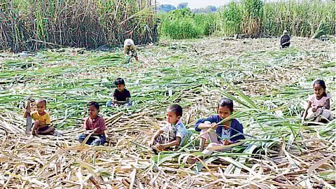 Sugarcane Farming