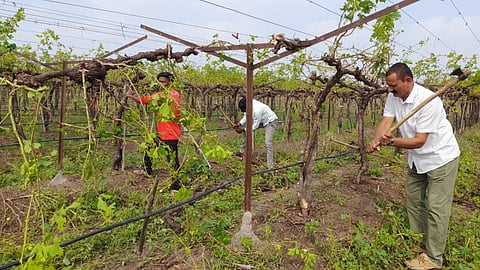 Vineyard Damage