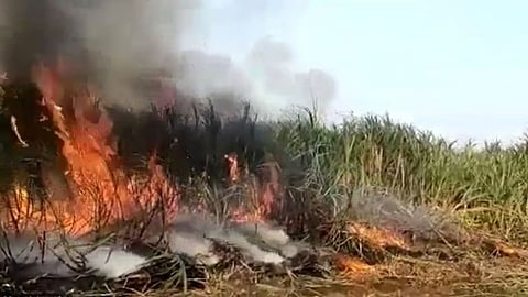 Sugarcane Burnt Kolhapur