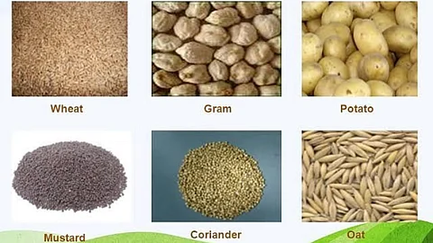 Rabi Seed