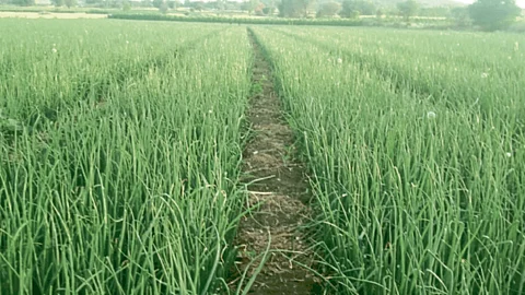 Onion Farm