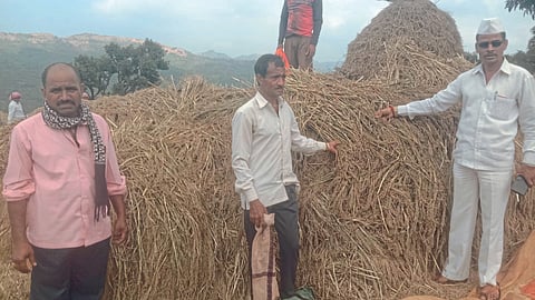 Paddy crop Damage