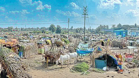 Sugarcane Production Issue