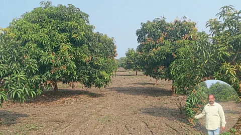 Mango Farming