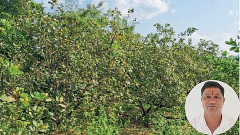 Cashew Farming