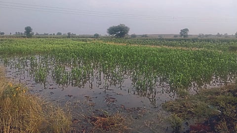 Crop Damage