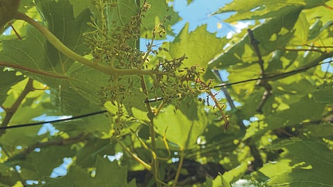 Grape Crop Damage