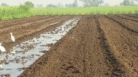 Rabi Sowing