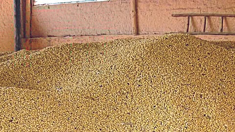 Soybean Market