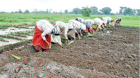 Vegetable Cultivation