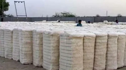 Cotton Production