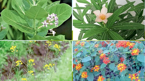 Poisoning by Plants