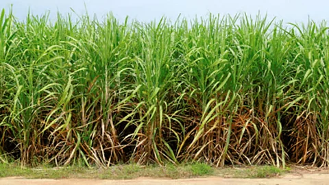 Sugarcane