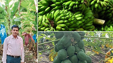 Banana Farming