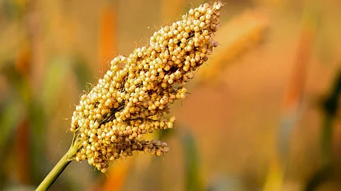 Jowar Shalu Prices