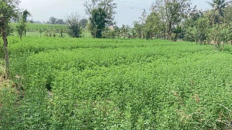 Fodder Management