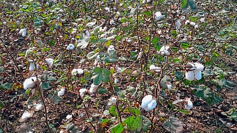 Cotton Variety