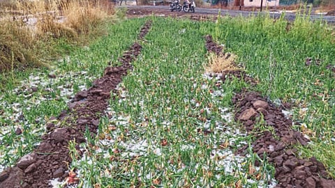 Agriculture Compensation