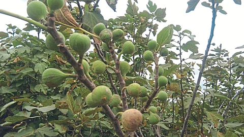 Crop Damage