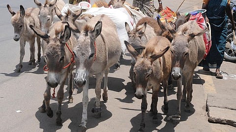 Donkey Milk