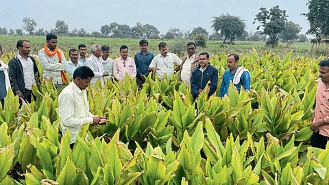 Turmeric Crop
