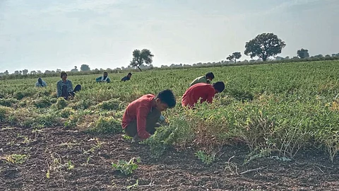 Chana Rate