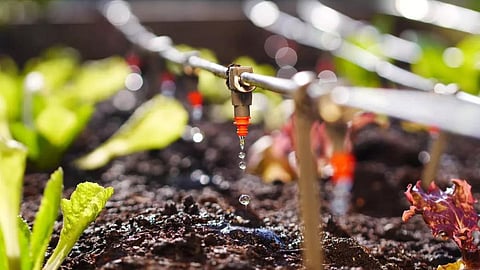 Drip Irrigation