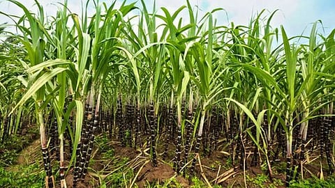 Sugarcane