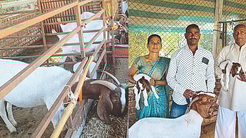 Goat Farming